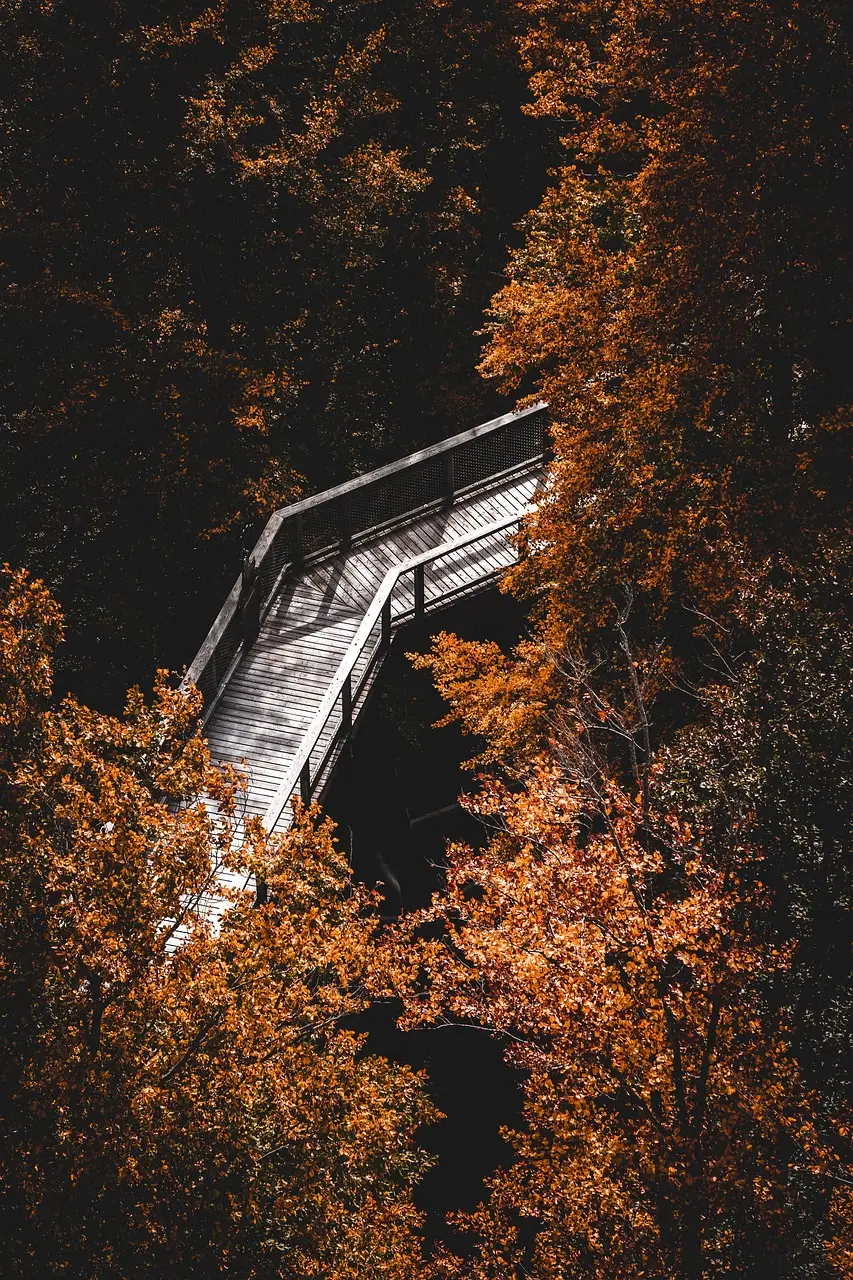 path, leaves, forest, fall, autumnal, hike, lonely, deciduous forest, lonliness, nature, mindfulness, hiking, autumn, loneliness, foliage